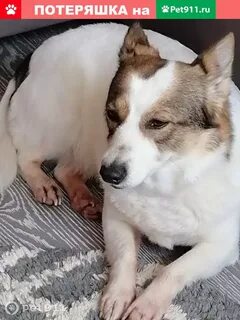 Собаки в волжском