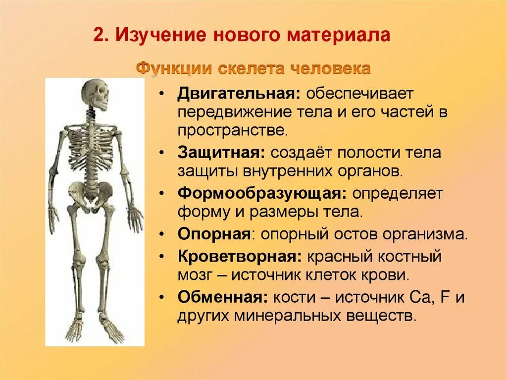 Функции костей конечностей. Биология 8 класс скелет человека осевой скелет. Презентация по биологии 8 класса на тему скелет человека. Подписать кости скелета туловища. Строение и функции осевого скелета человека.