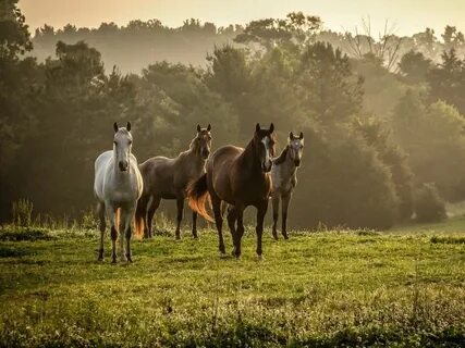 Four horses