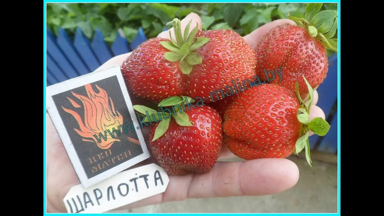 Шарлотта клубника - CormanStroy.ru