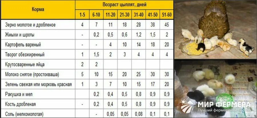 Кормление цыплят несушек с первых. Кормление цыплят несушек с 1 дня жизни. Кормление цыплят несушек с первых дней. Кормление цыплят первые сутки. Сколько держать цыпленка в инкубаторе после вылупления