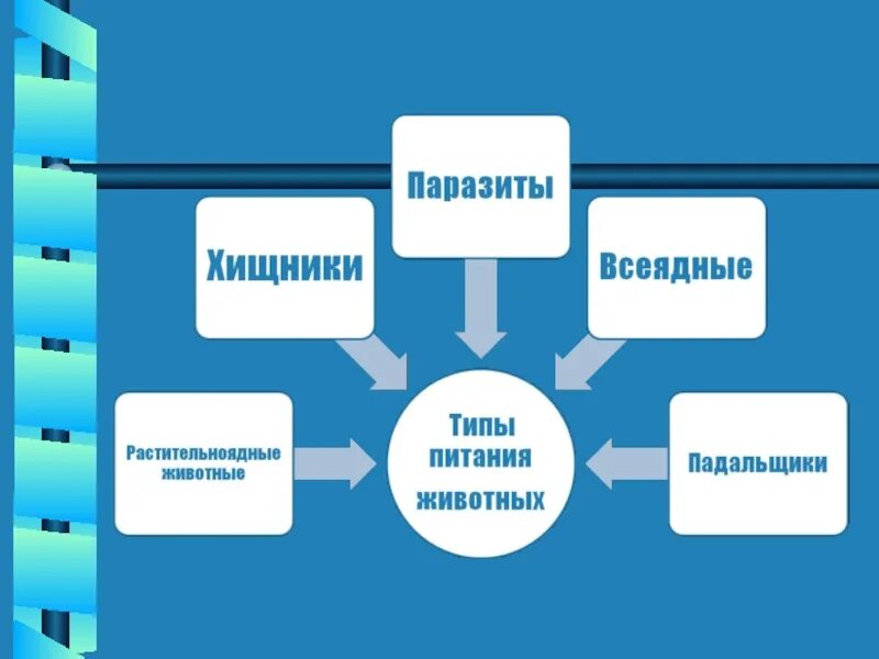 Питание животных 6 класс. Типы питания животных. Схема способы питания животных. Схема типы питания животных. Типы питания животных таблица.