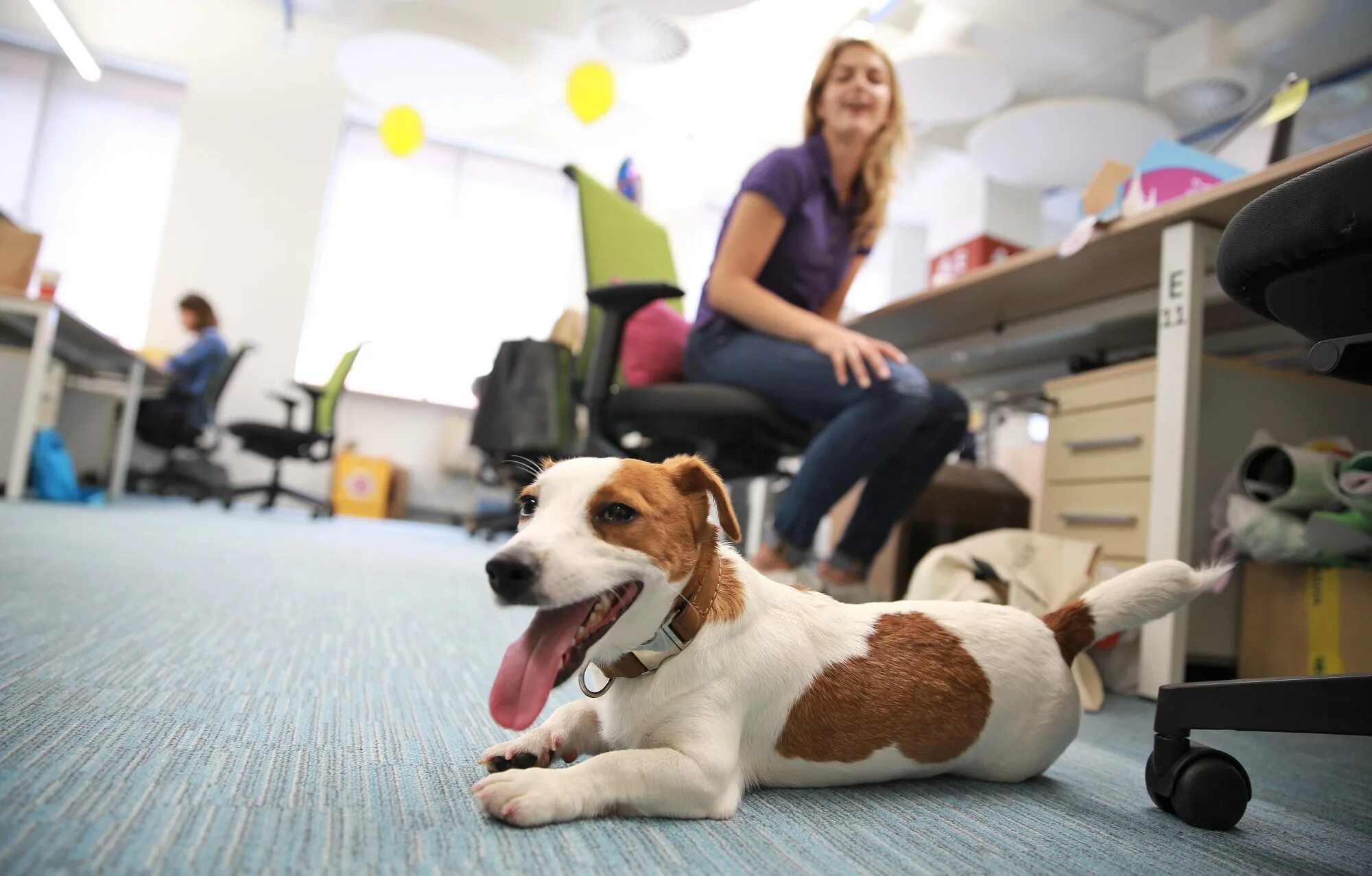 Pet student. Собака в офисе. Работа и домашние питомцы. Офис с животными. Офи с животными.