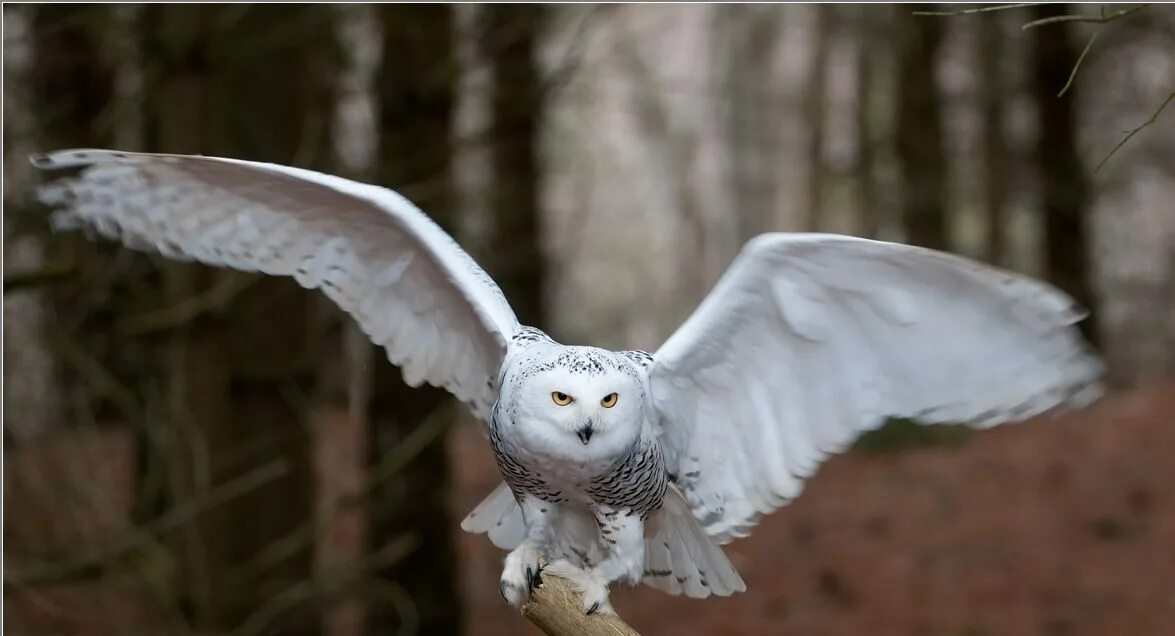 Сова гарри поттера хедвиг. Хедвиг и букля. Интерактивная сова гарри букля. Полярная сова хедвиг. Сова букля из гарри поттера.