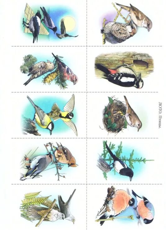 лото зимующие птицы