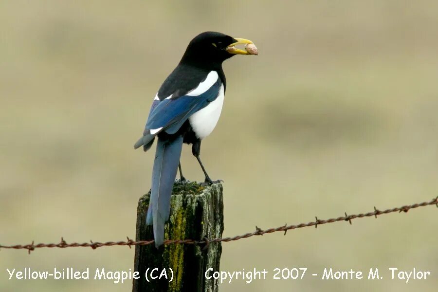 сороки ищут