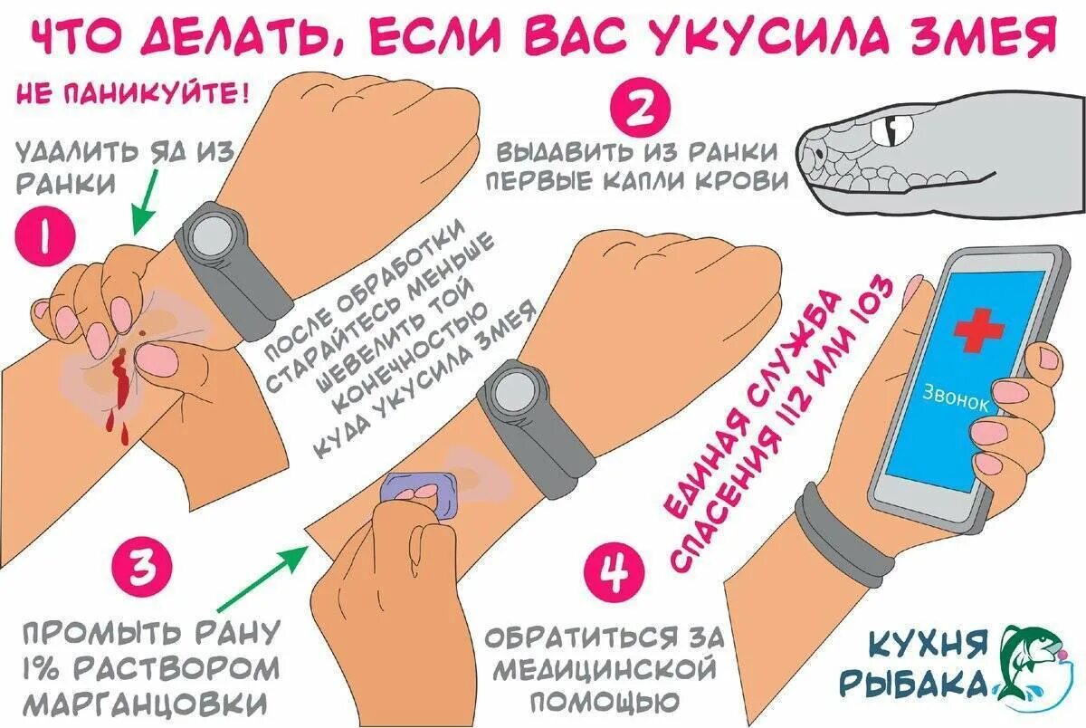 Алгоритм оказания первой помощи при укусах змей. Укусе гад. Памятка что делать при укусе змеи. Если укусила гадюка что делать первая помощь. 1 помощь при укусе ядовитой змеи.
