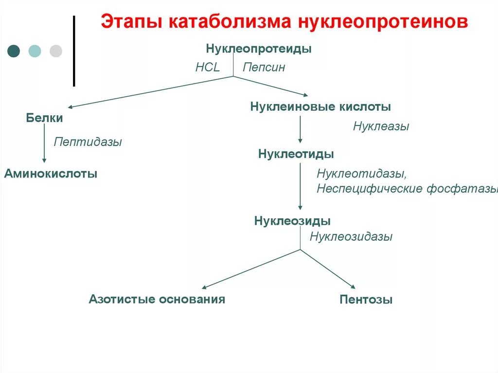 2 этап катаболизма. Схема гидролиза нуклеопротеинов. схема катаболизма нуклеиновых кислот. схема анаболизма нуклеиновых кислот. первый этап катаболизма.