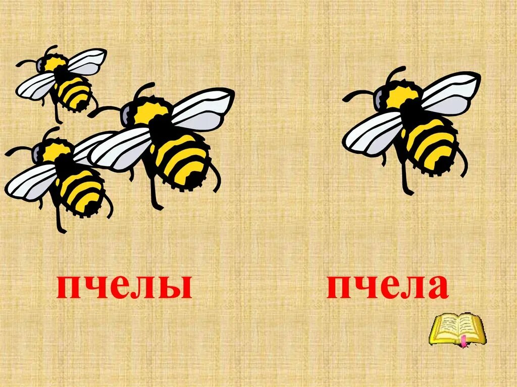 Пчелы 1 разбор. Пчела картинка с описанием. Слово пчела. Классный час на тему пчелы. Пчела рисунок с описанием.