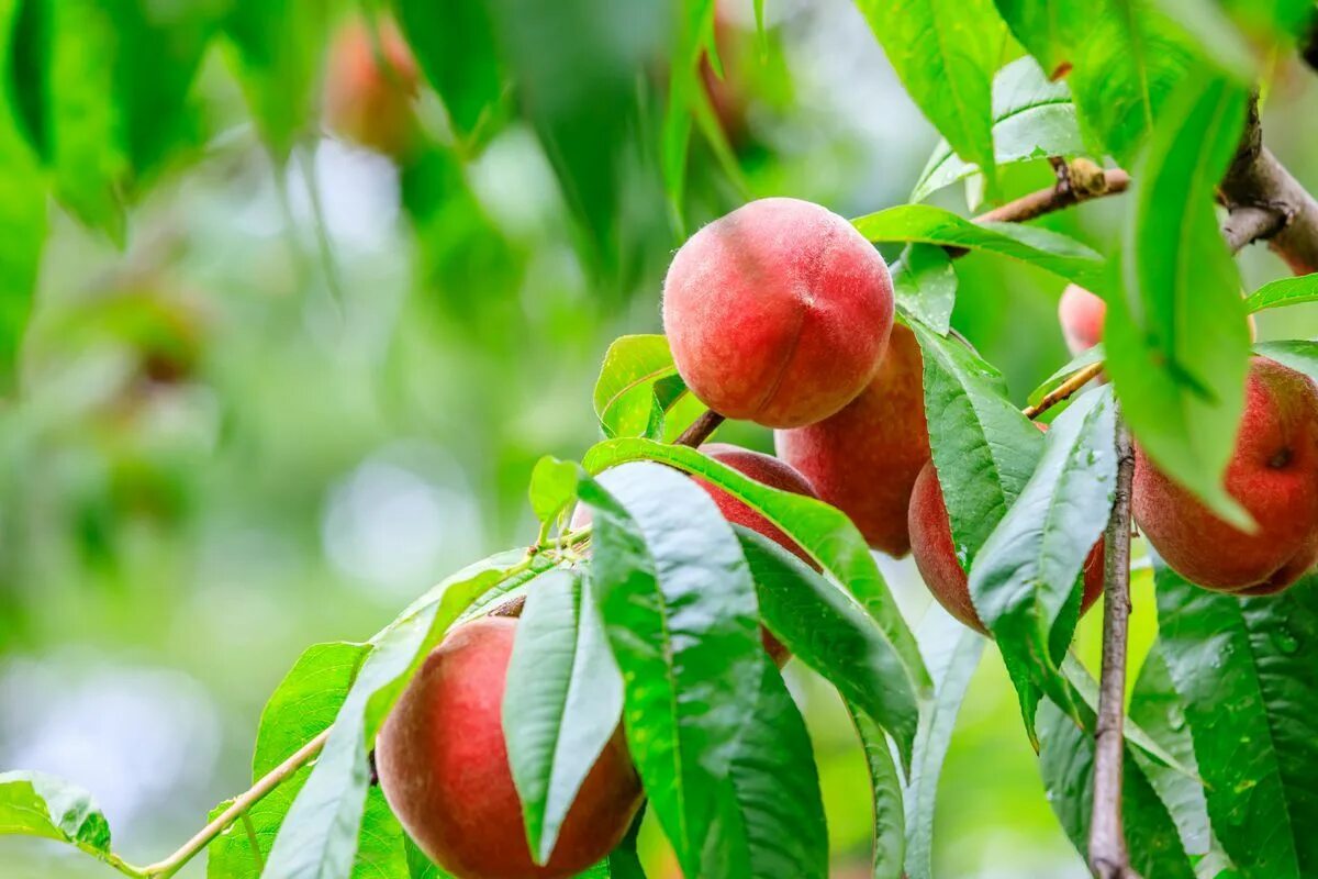 Peach tree