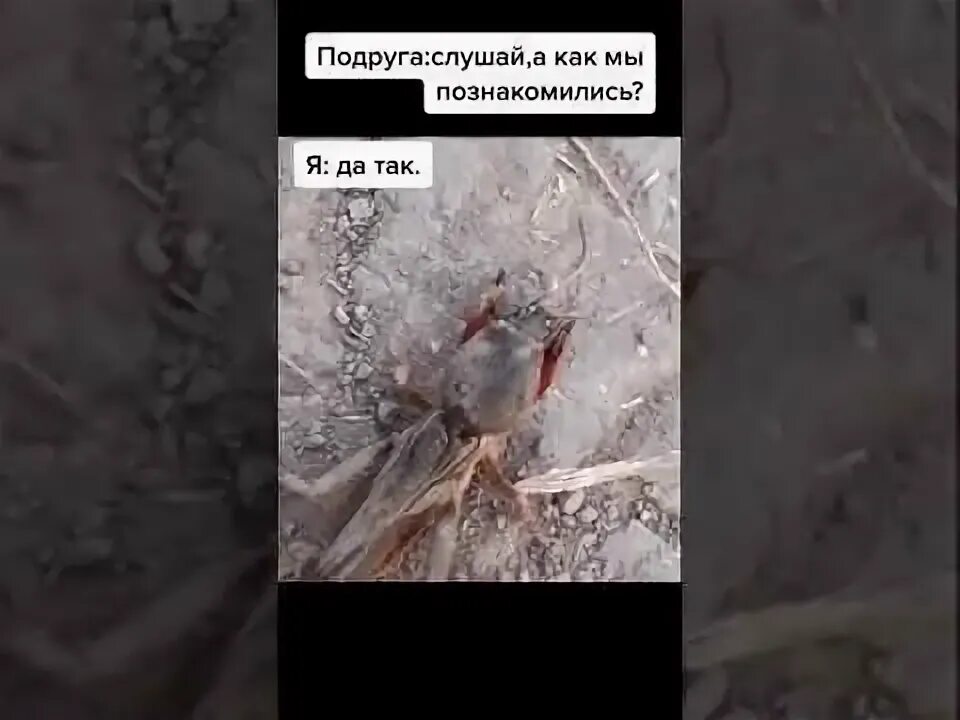 VTV gjkehfr gjke[EQ. Медведка полурак полуху. Мем полурак. Полурак полухуй