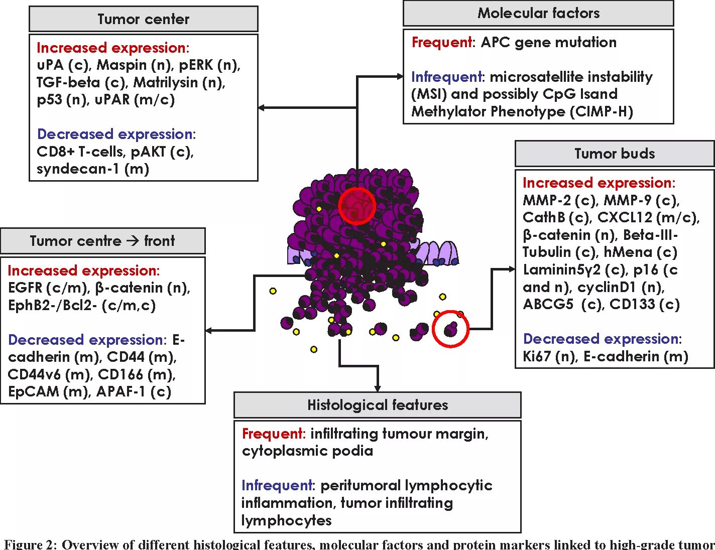 Онкотаргет. Tumor budding классификация. Tumor and lymphocytes.