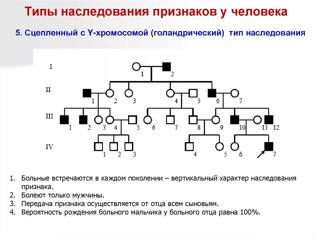 Кудрявые волосы рецессивный. Родословная аутосомно-доминатноенаследование. Голандрический Тип наследования родословная. Родословная с аутосомно-рецессивным типом наследования болезни. Родословная с аутосомно-доминантным типом наследования.