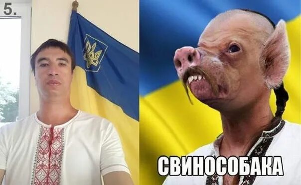Свинособаки на немецком. Свинособака. Свинособаки фуражка упа. Свинособаки бандеровцы. Головной убор бандеровцев.