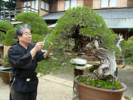 bonsai - Google Search Bonsai Shop, Ikebana Sogetsu, Tokyo Museum, Indoor B...