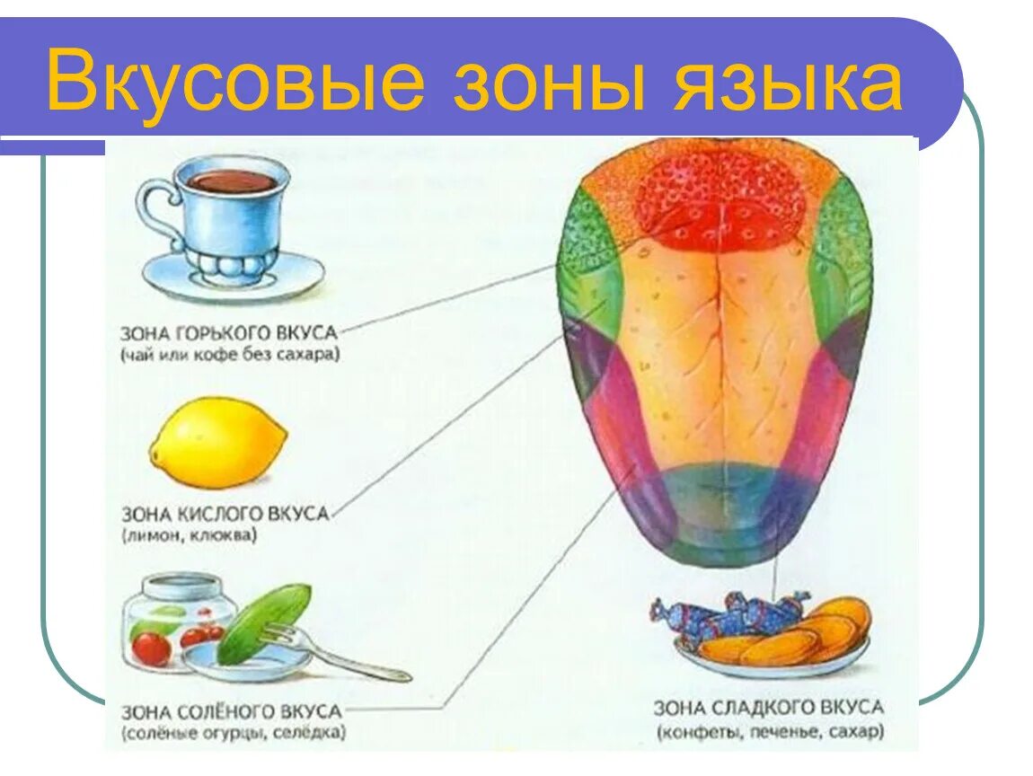 Органы чувств 8 класс биология презентация. Зоны восприятия вкуса на языке. Язык орган чувств. Вкусовые ощущения языка зоны.