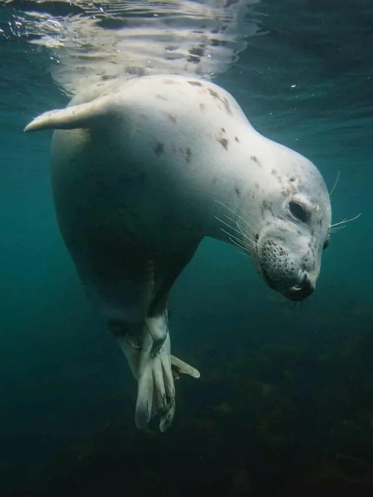 Морские животные под водой. Ластоногие тихого океана. Морские животные. Морской лев под водой. Морские животные под водой.
