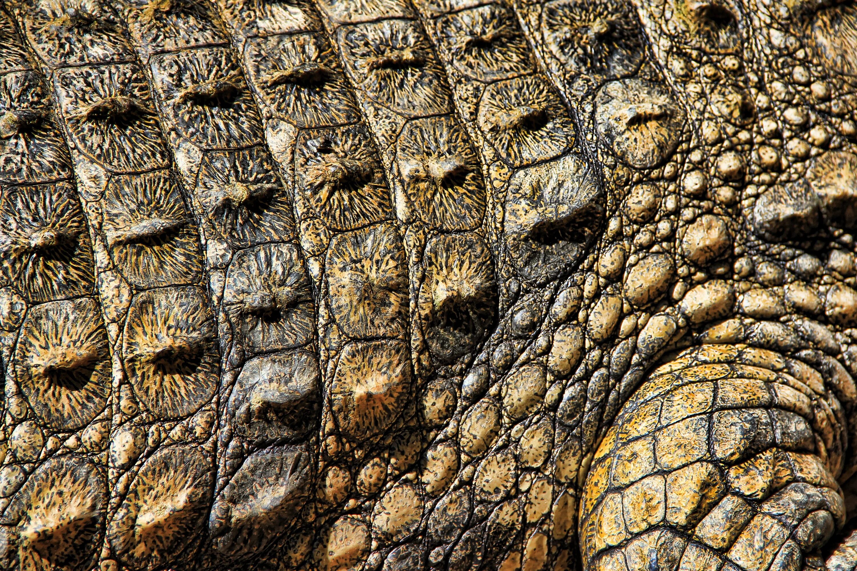 У рептилий сухая кожа. «Кожа крокодила». Кожа аллигатора. Шкура крокодила. Кожа крокодила текстура.