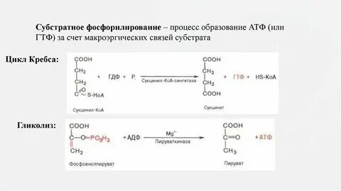 Лизосомы окислительное фосфорилирование