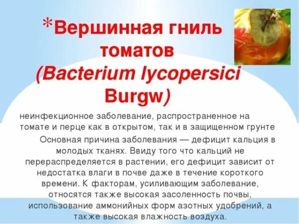Подкормка томатов кальцием от вершинной гнили. Гниль на томатах. болезни томатов вершинная гниль. от вершинной гнили томатов. препараты от вершинной гнили на томатах.