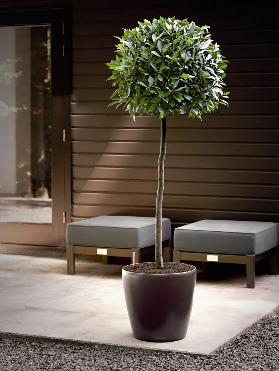 фикус лирата бамбино. растения деревья для дома. декоративный цветок в горшке искусственный. экодом вырасти бонсай. фитодизайн в интерьере.