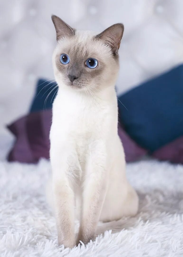 Тайский кот Блю Пойнт. Тайская кошка Блю поинт. Сиамская кошка Блю-Пойнт. Тайский котенок Блю Пойнт. Цвет сиамских кошек