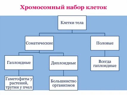 Хромосомный набор клеток функции