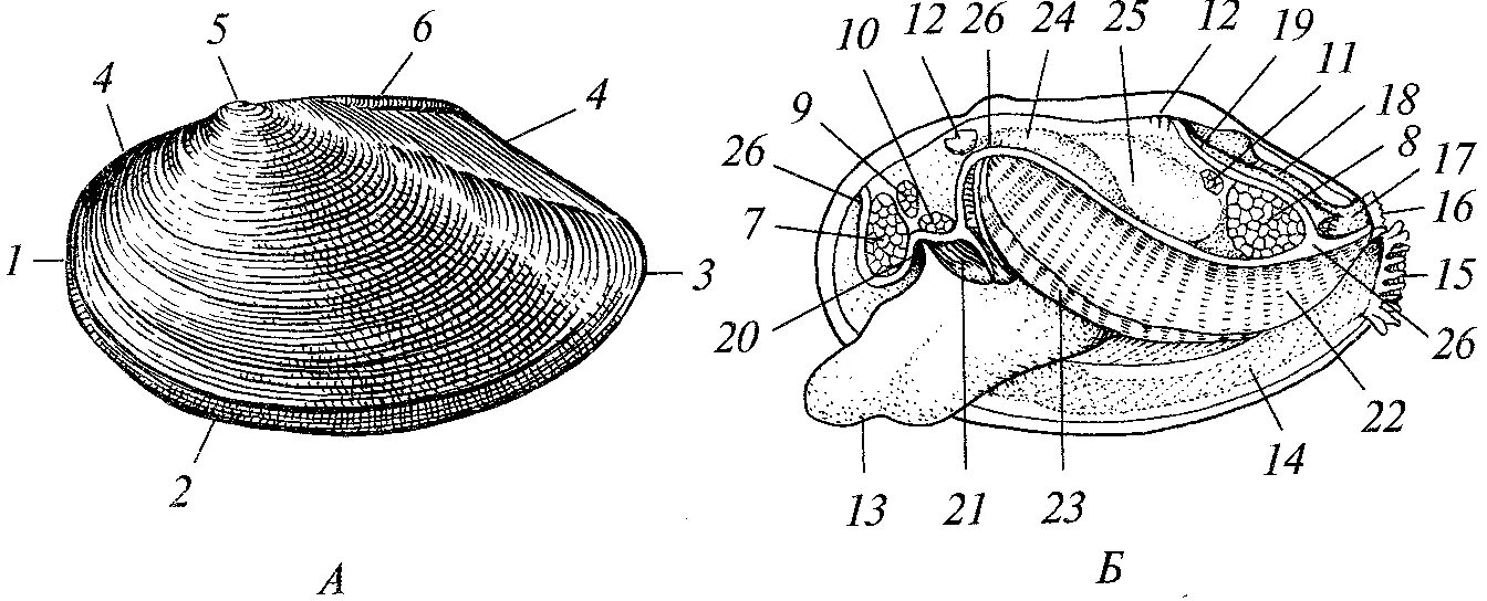 Внешнее строение двустворчатых моллюсков. Двустворчатые моллюски внутреннее строение. Внешнее строение моллюсков. Двустворчатые моллюски гребешок строение. Внешнее и внутреннее строение моллюсков.