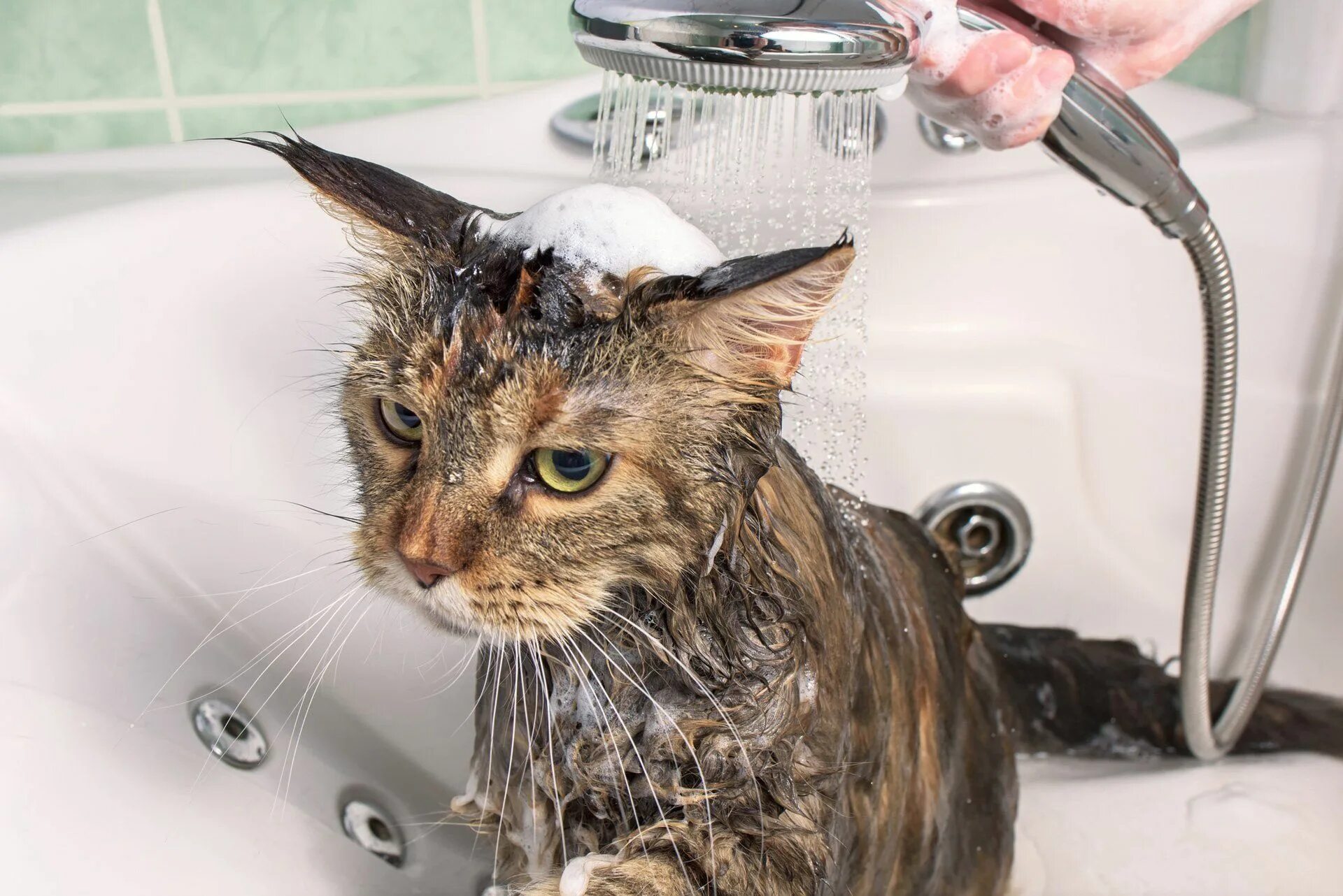 Кошку купают. Мытье кошки. Котик моется. Мокрый котенок. Cat washing