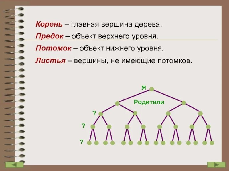 В дереве 4 вершины сколько. Внутренние вершины дерева. Вершина дерева Информатика. Главная вершина дерева. Вершины дерева графа.