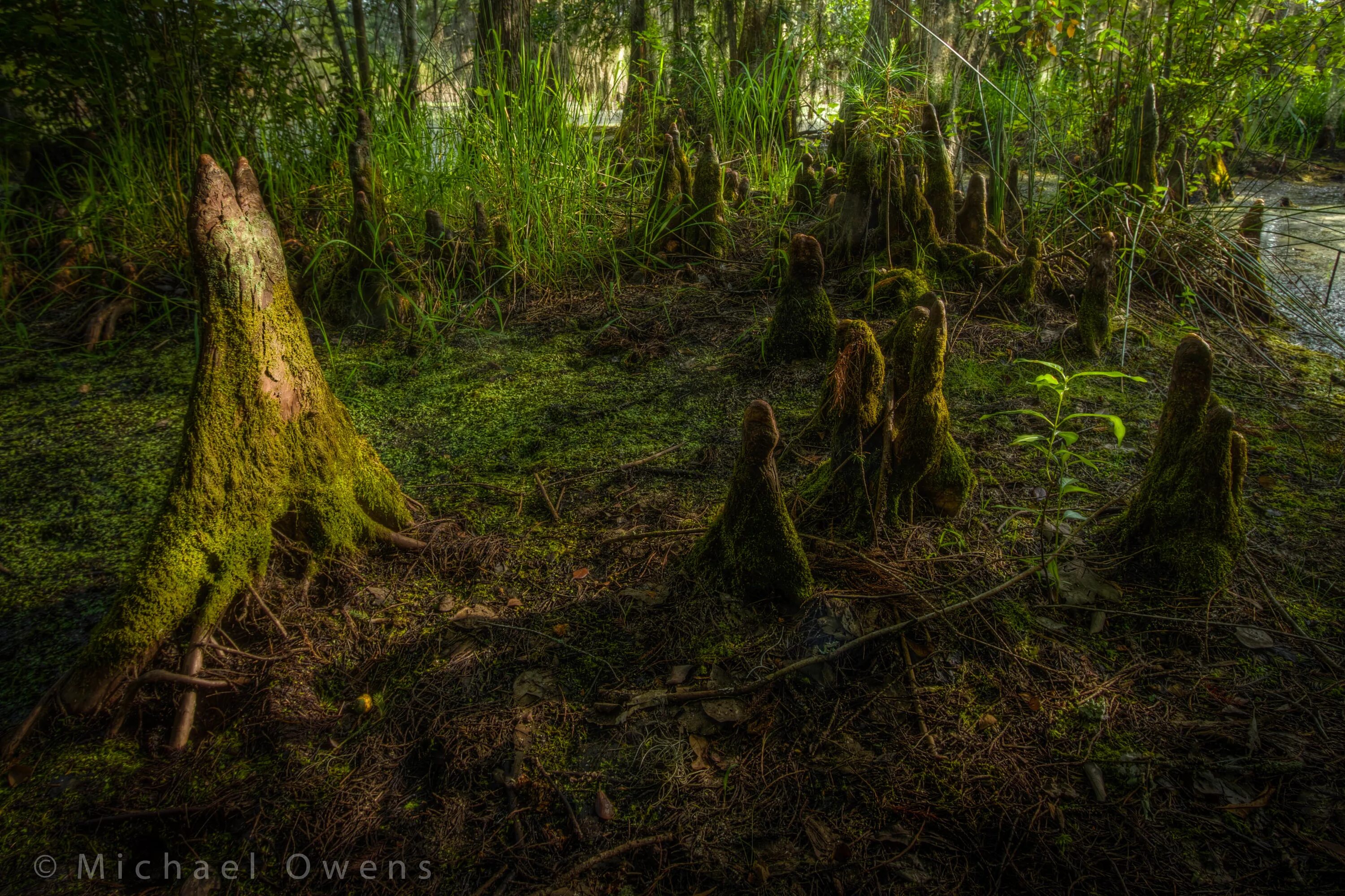 Тропическое болото. Swamp Moss. Сфагнум болото. Топи Мидагахара. Тропические болота.