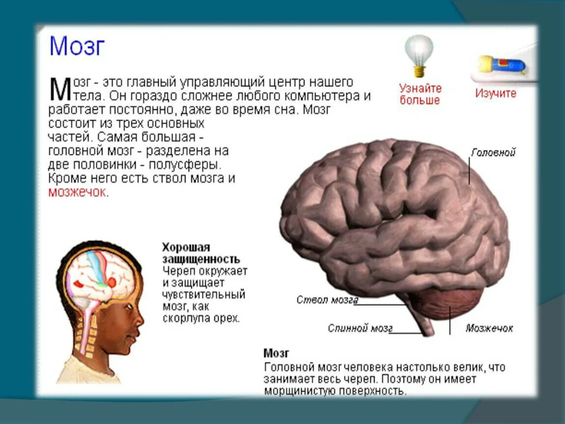 5 часть самое главное. Доклад про мозг. Сообщение про мозг человека. Мозг человека доклад.