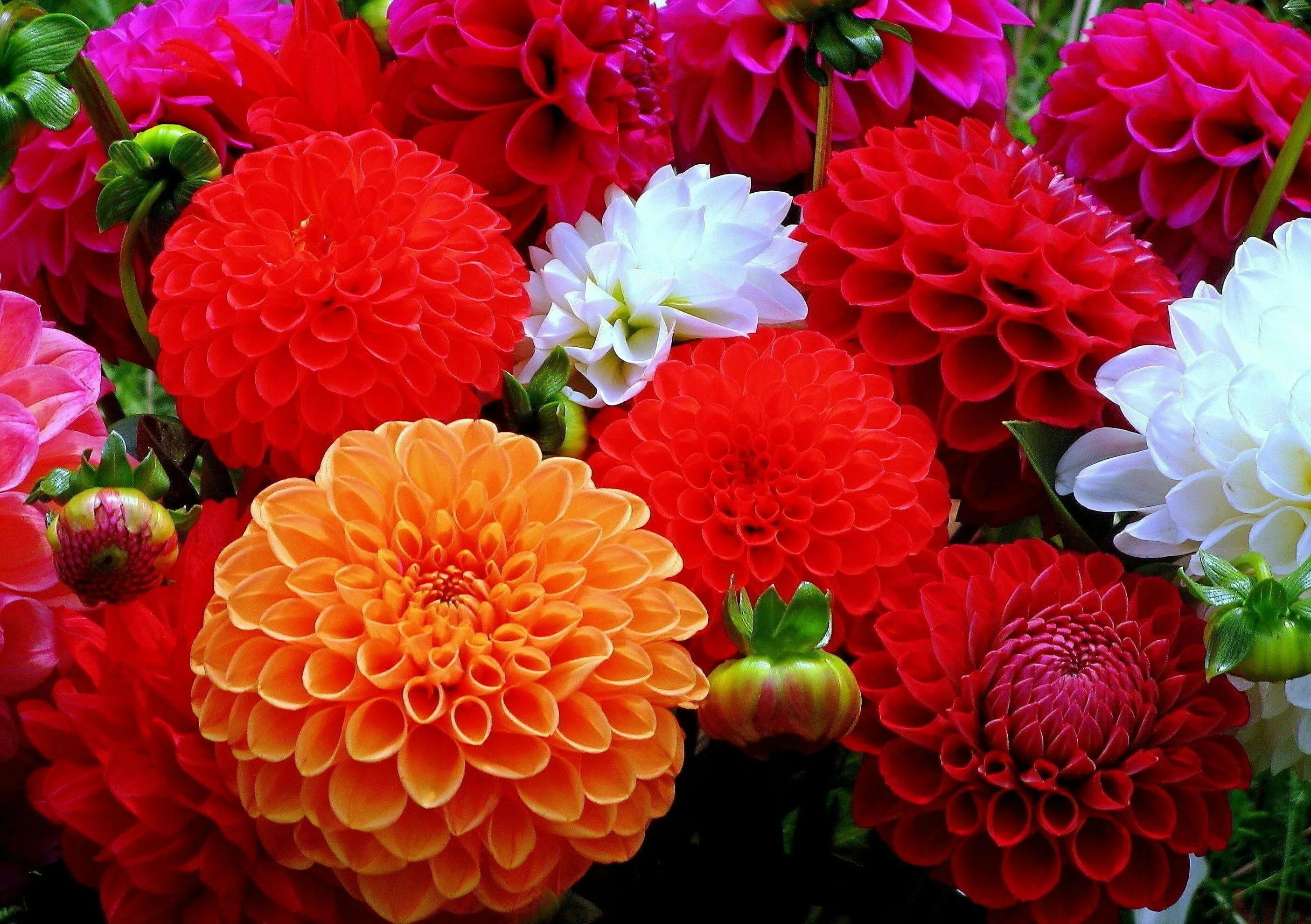 Георгины разных цветов. Георгин клубневый. Георгина помпонная смесь. Георгина арлекин микс. Георгины полефото.