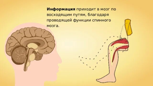 Дцп мозг. Соотношение головной и спинной мозг у человека и животных. Проход спинного мозга. Строение мозга.