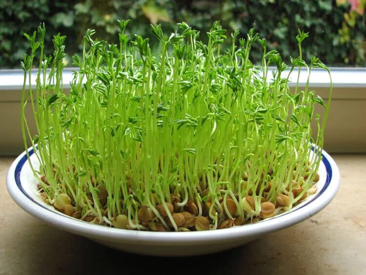 Можно ли проращивать семена. Пророщенная микрозелень. Микрозелень чечевица. Микрозелелень чечевица. Пророщенная чечевица.
