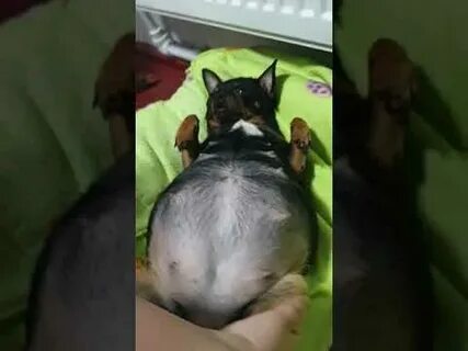 Живот чихуахуа