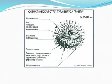 Свойства вируса гриппа