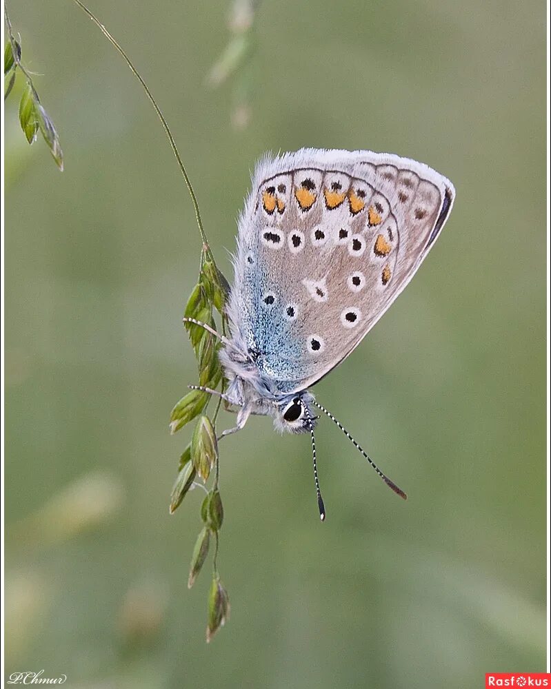 голубянка икар (polyommatus icarus). голубянка икар. голубянка аргали бабочка. бабочка голубянка. голубянка арион.