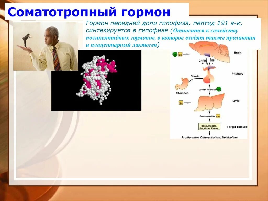 Гормоны гипофиза соматотропин. Гормоны передней доли гипофиза. В передней доле гипофиза синтезируется:.