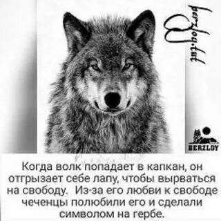В лапы волку попасть