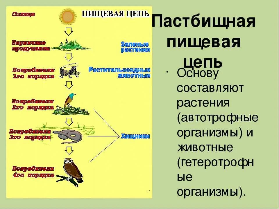 Трофические уровни в детритной цепи питания. Пищевая цепь питания из 6 звеньев (продуценты, консументы, редуценты). Пастбищная цепь питания из 5 звеньев. 4 Трофические цепи питания. Ястреб гусеница крапива дрозд