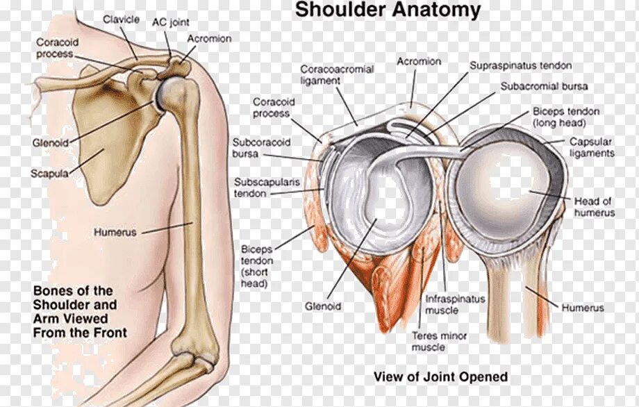 Анатомия плечевого сустава. Анатомия плечевого сустава человека. Плечевой сустав сустав анатомия. Строение левого плечевого сустава человека. Строение плечевого сустава латынь.