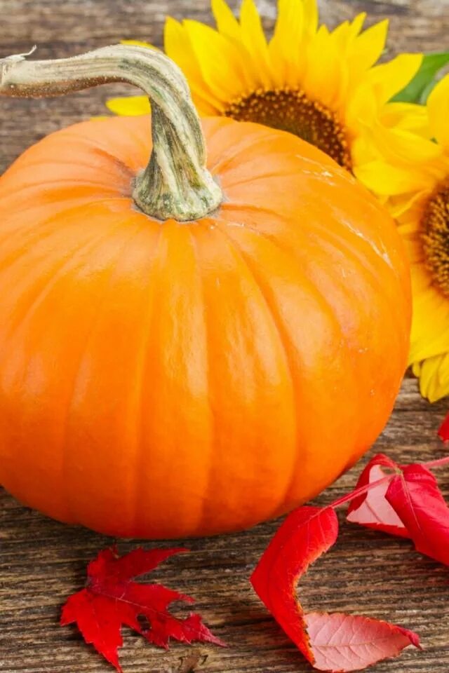 как выбрать тыкву. тыква морголд. тыква купчиха. тыква полосатая. чалмовидная тыква.