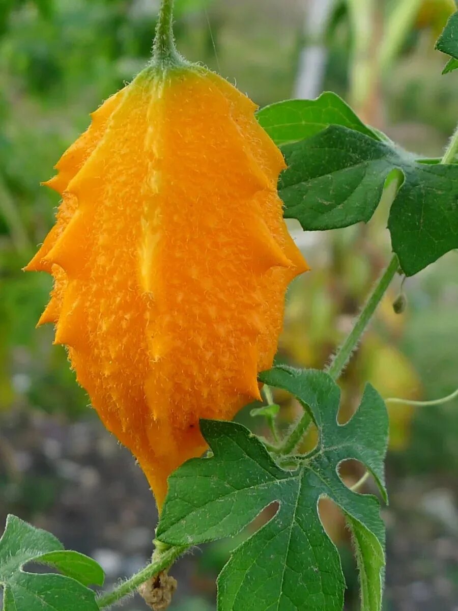 Индийский огурец момордика. Момордика огурец. Момордика харанция. Момордика харанция. Момордика харанция (горькая дыня).