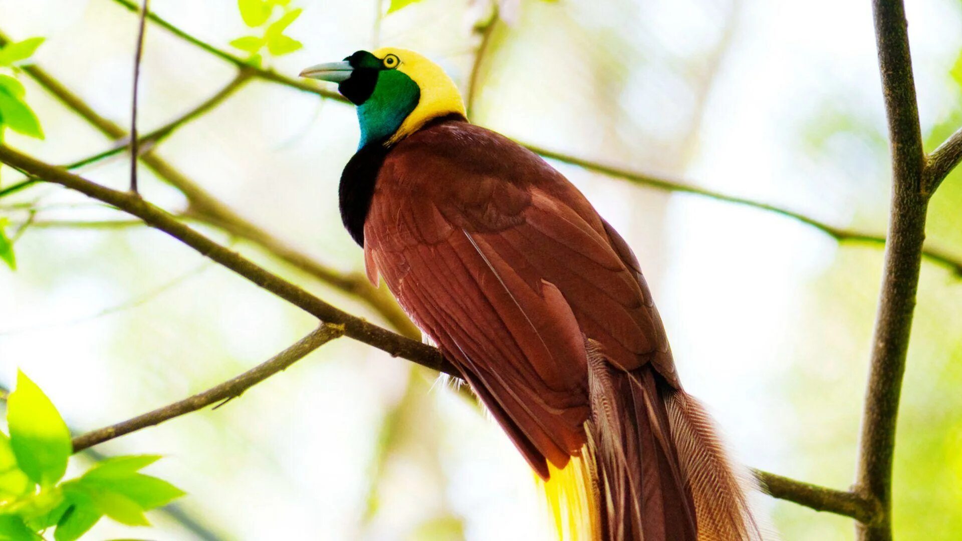 The bird of us. Paradisaea Rudolphi. Райская птица Гоби. Нитчатая Райская птица Императорская Райская птица. Шестипёрая Райская птица Берлепша.