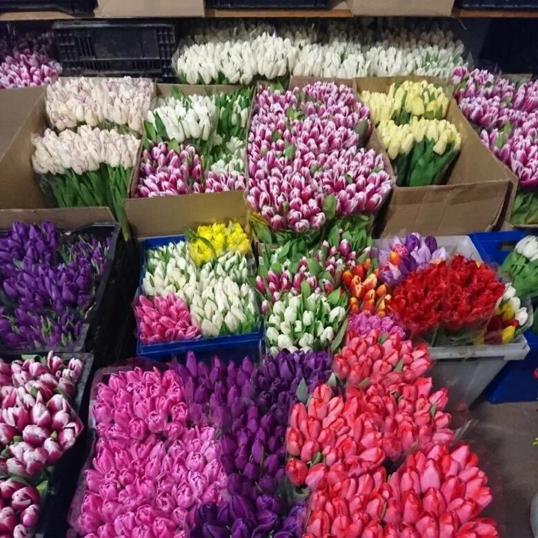 Сколько стоят тюльпаны в новосибирске. Тюльпаны опт. Цветочная база тюльпан. Цветы на оптовой базе. Тюльпаны много Цветочная база.