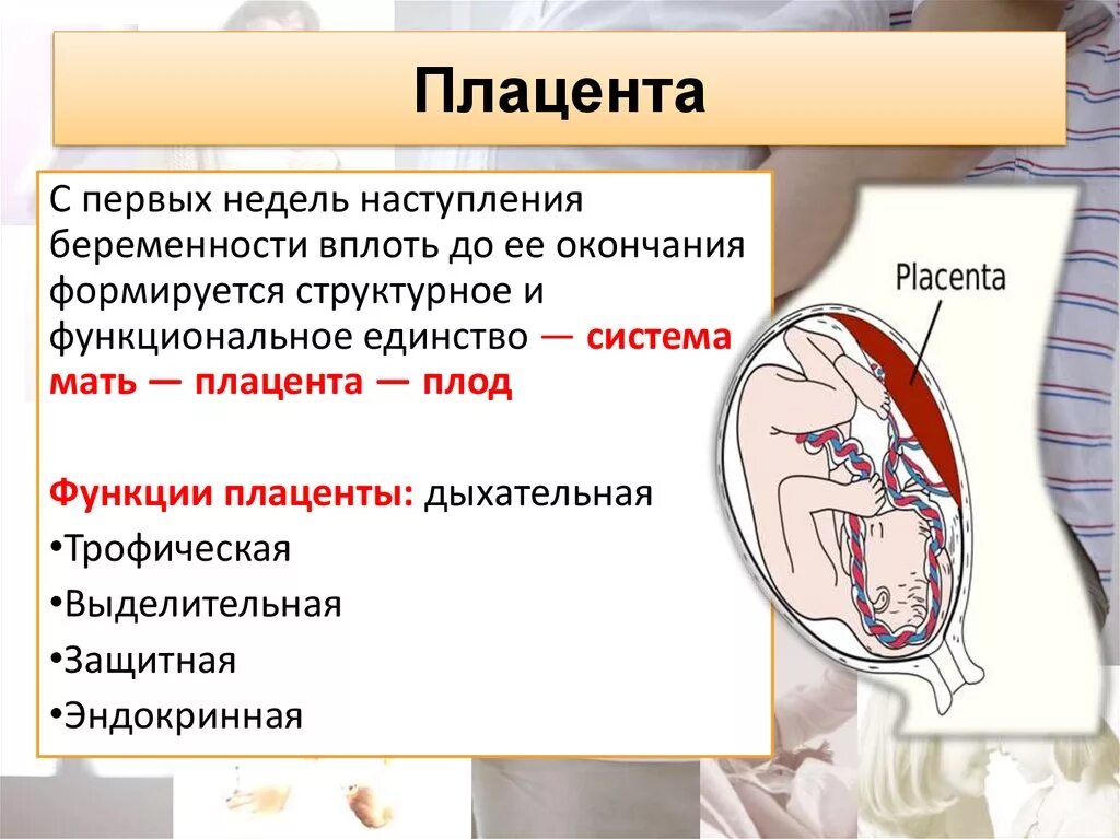 Период формирования плаценты. Роль плаценты в системе мать-плод.