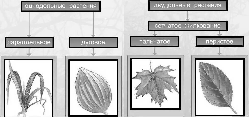 Сетчатое жилкование листьев какие растения. Типы жилкования листьев 6 класс биология. Типы жилкования листа 6 класс. Схема жилкование листьев 6 класс биология. Типы жилкования листьев 5 класс биология.