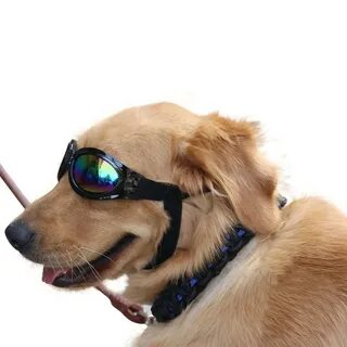 Очки dog