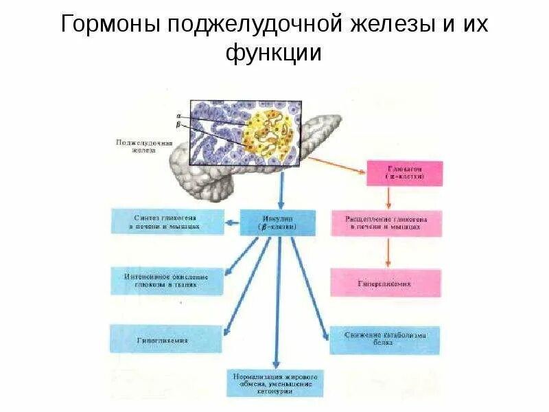 Эндокринная часть поджелудочной железы гормоны. Функции поджелудочной железы схема. Функции поджелудочной железы кратко. Эндокринная функция поджелудочной железы.